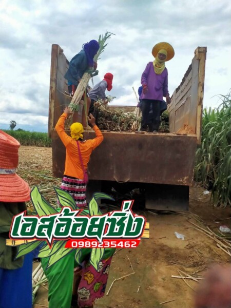 เอสอ้อยซิ่ง ศูนย์รวมพันธุ์อ้อย ทุกสายพันธุ์ (125)