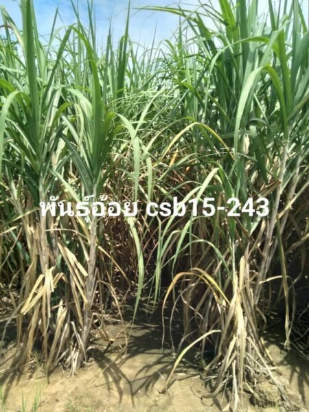 เอสอ้อยซิ่ง ศูนย์รวมพันธุ์อ้อย ทุกสายพันธุ์ (135)
