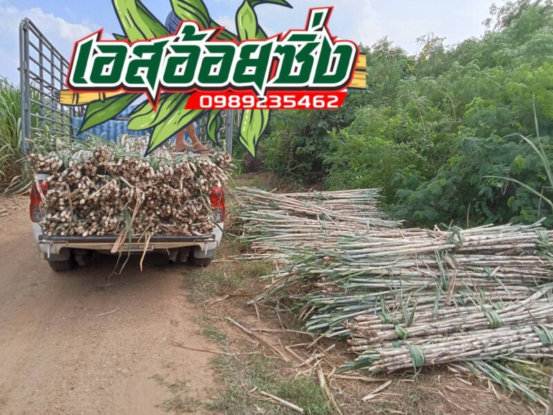 เอสอ้อยซิ่ง ศูนย์รวมพันธุ์อ้อย ทุกสายพันธุ์ (169)