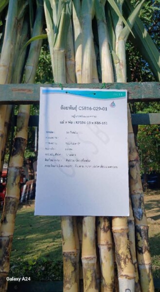 เอสอ้อยซิ่ง ศูนย์รวมพันธุ์อ้อย ทุกสายพันธุ์ (205)