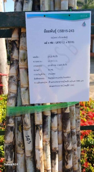 เอสอ้อยซิ่ง ศูนย์รวมพันธุ์อ้อย ทุกสายพันธุ์ (207)