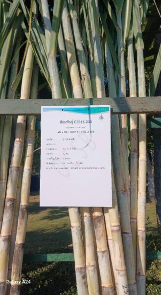 เอสอ้อยซิ่ง ศูนย์รวมพันธุ์อ้อย ทุกสายพันธุ์ (208)