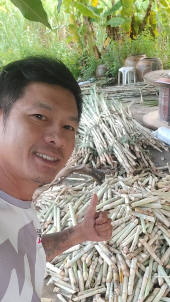 เอสอ้อยซิ่ง ศูนย์รวมพันธุ์อ้อย ทุกสายพันธุ์ (26)