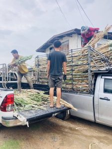 พันธุ์อ้อยสระบุรี